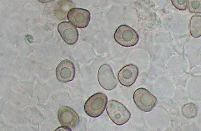 Psathyrella hirtosquamulosa   (Peck)   A. H. Smith